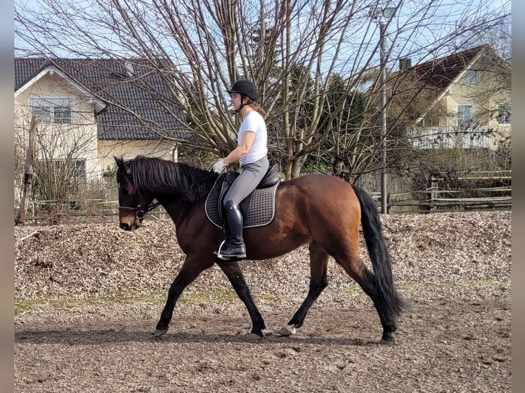 Andaluces Mestizo Caballo castrado 8 años 154 cm Castaño in Karlshuld