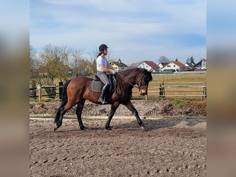 Andaluces Mestizo Caballo castrado 8 años 154 cm Castaño in Karlshuld