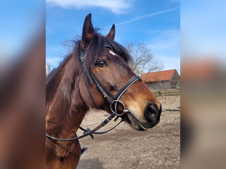 Andaluces Mestizo Caballo castrado 8 años 154 cm Castaño in Karlshuld