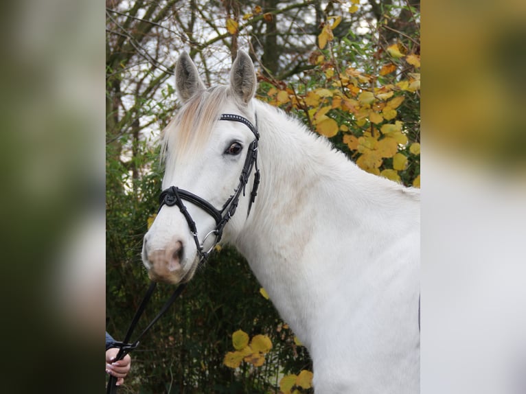 Andaluces Caballo castrado 8 años 154 cm Tordo in Nettetal