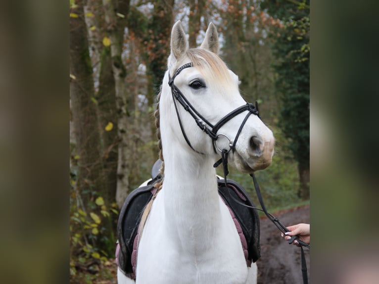 Andaluces Caballo castrado 8 años 154 cm Tordo in Nettetal