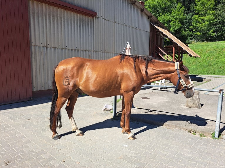 Andaluces Caballo castrado 8 años 155 cm Alazán in Groß-Umstadt