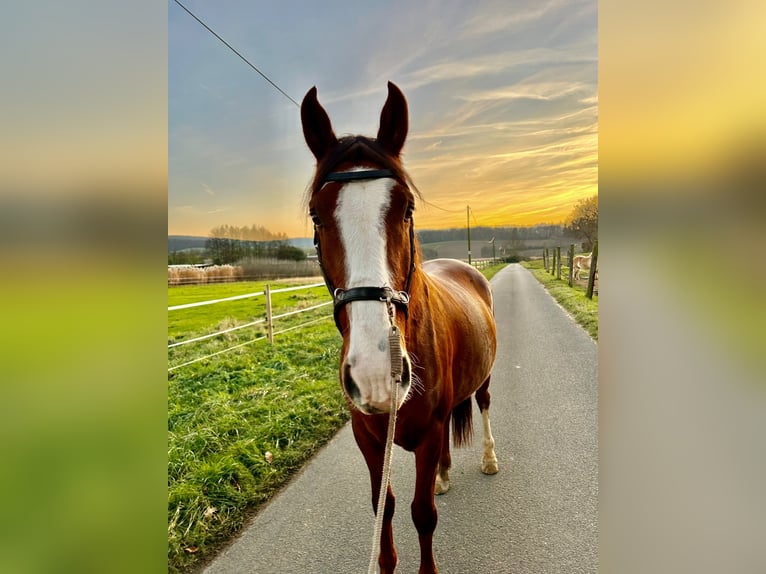 Andaluces Caballo castrado 8 años 155 cm Alazán in Groß-Umstadt