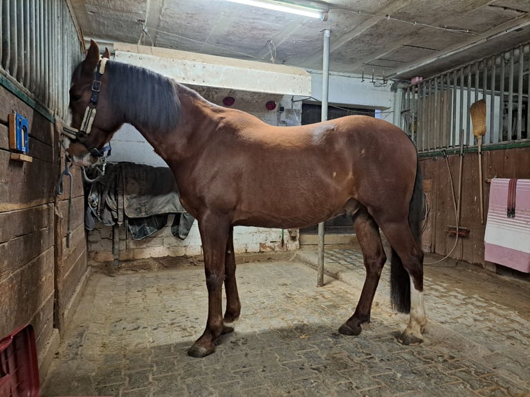 Andaluces Caballo castrado 8 años 155 cm Alazán in Groß-Umstadt