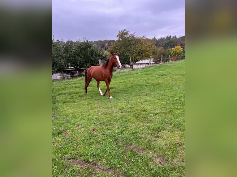 Andaluces Caballo castrado 8 años 155 cm Alazán in Groß-Umstadt