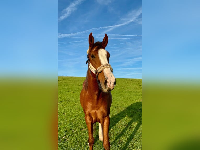 Andaluces Caballo castrado 8 años 155 cm Alazán in Groß-Umstadt