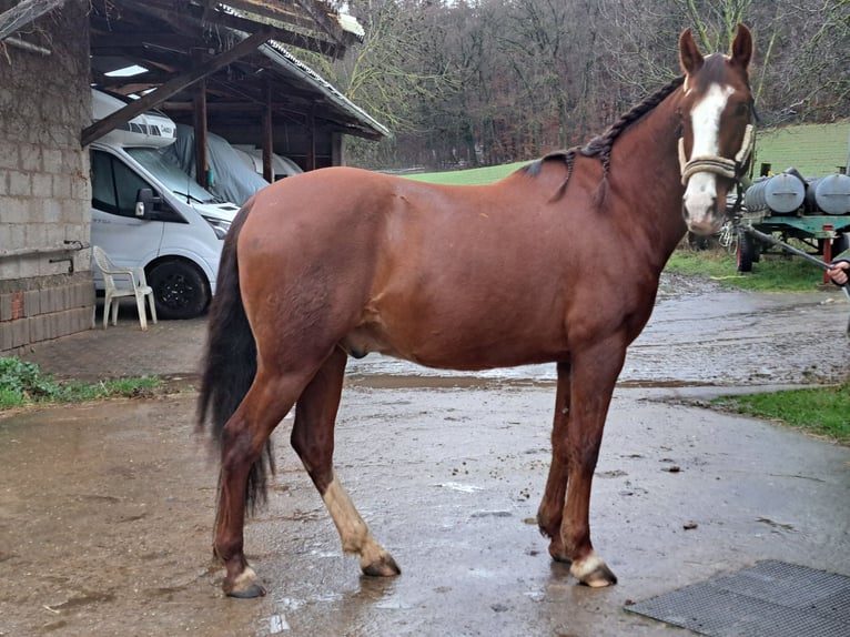 Andaluces Caballo castrado 8 años 155 cm Alazán in Groß-Umstadt