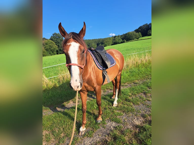 Andaluces Caballo castrado 8 años 155 cm Alazán in Groß-Umstadt