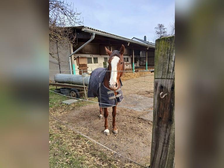 Andaluces Caballo castrado 8 años 155 cm Alazán in Groß-Umstadt