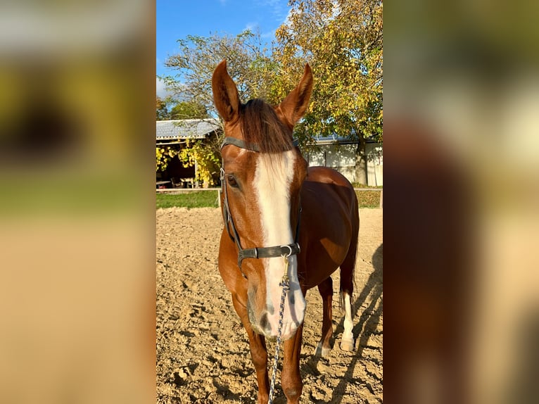 Andaluces Caballo castrado 8 años 155 cm Alazán in Groß-Umstadt