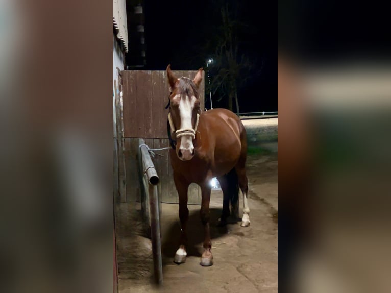 Andaluces Caballo castrado 8 años 155 cm Alazán in Groß-Umstadt