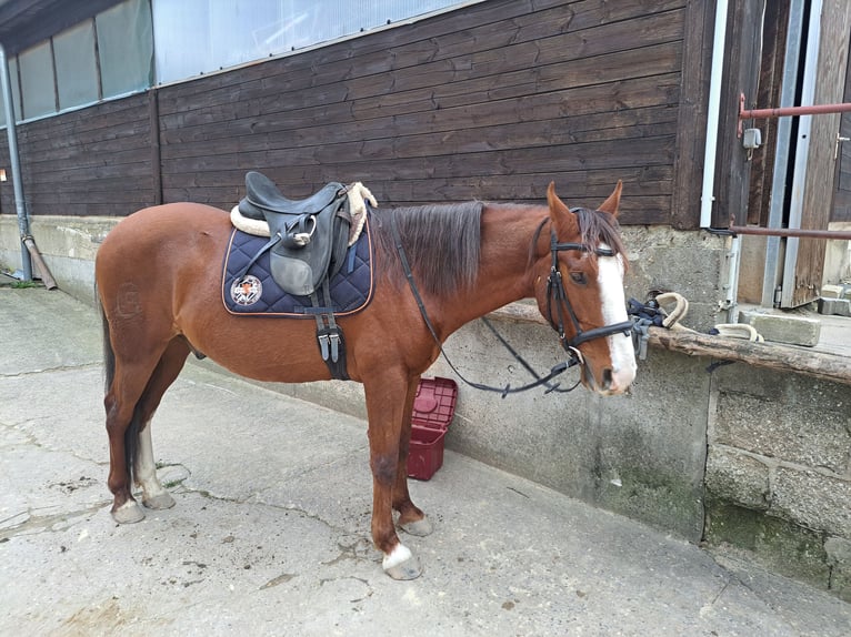 Andaluces Caballo castrado 8 años 155 cm Alazán in Groß-Umstadt