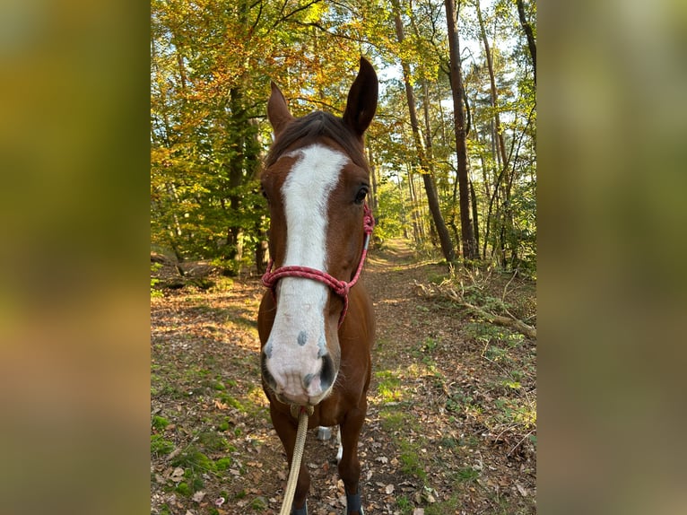 Andaluces Caballo castrado 8 años 155 cm Alazán in Groß-Umstadt