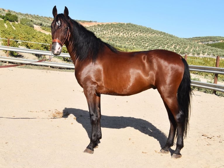 Andaluces Caballo castrado 8 años 155 cm Castaño in Provinz Cordoba