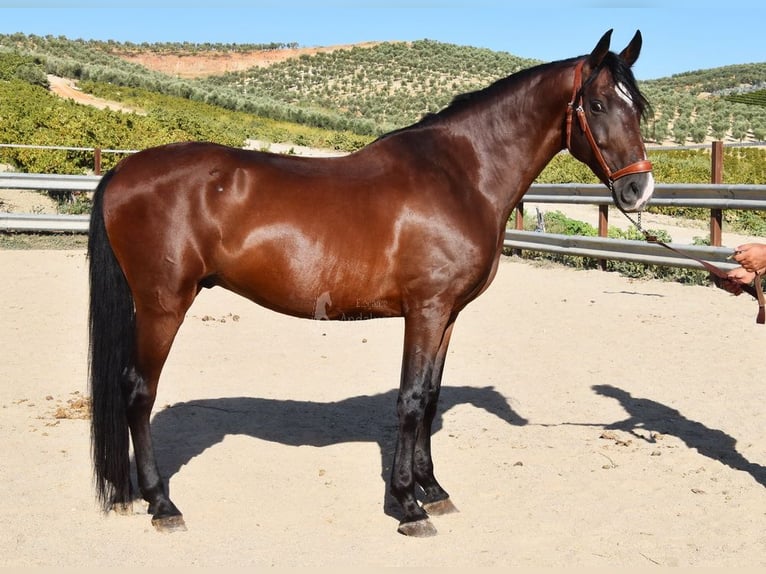 Andaluces Caballo castrado 8 años 155 cm Castaño in Provinz Cordoba