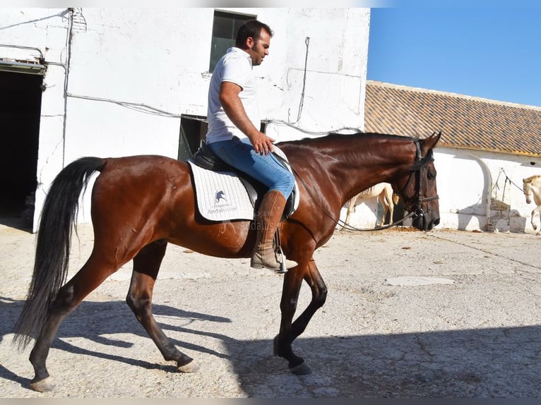 Andaluces Caballo castrado 8 años 155 cm Castaño in Provinz Cordoba