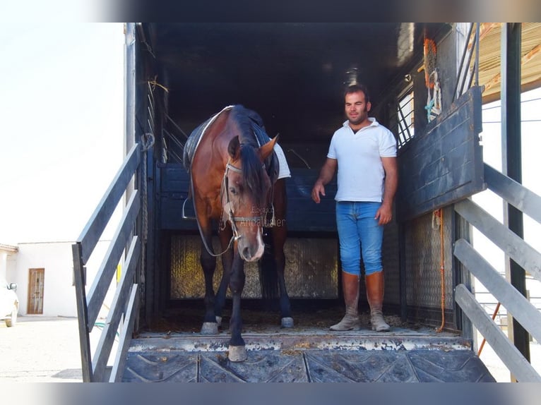 Andaluces Caballo castrado 8 años 155 cm Castaño in Provinz Cordoba