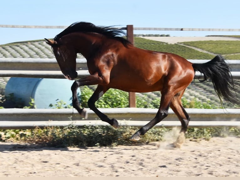 Andaluces Caballo castrado 8 años 155 cm Castaño in Provinz Cordoba