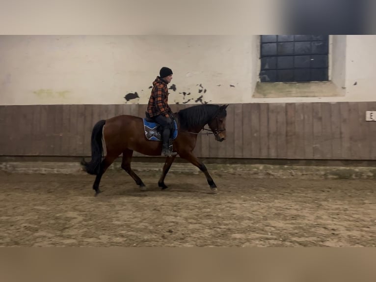 Andaluces Caballo castrado 8 años 155 cm Castaño in Warburg