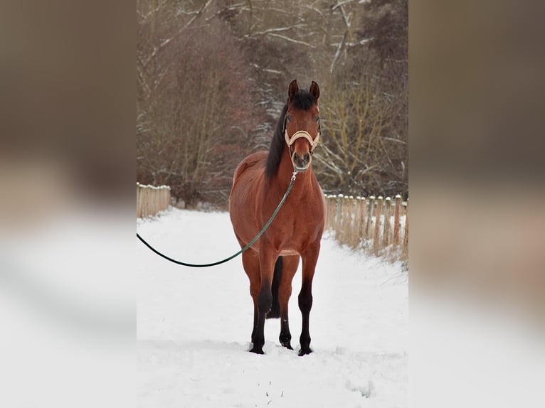 Andaluces Caballo castrado 8 años 155 cm Castaño in Warburg