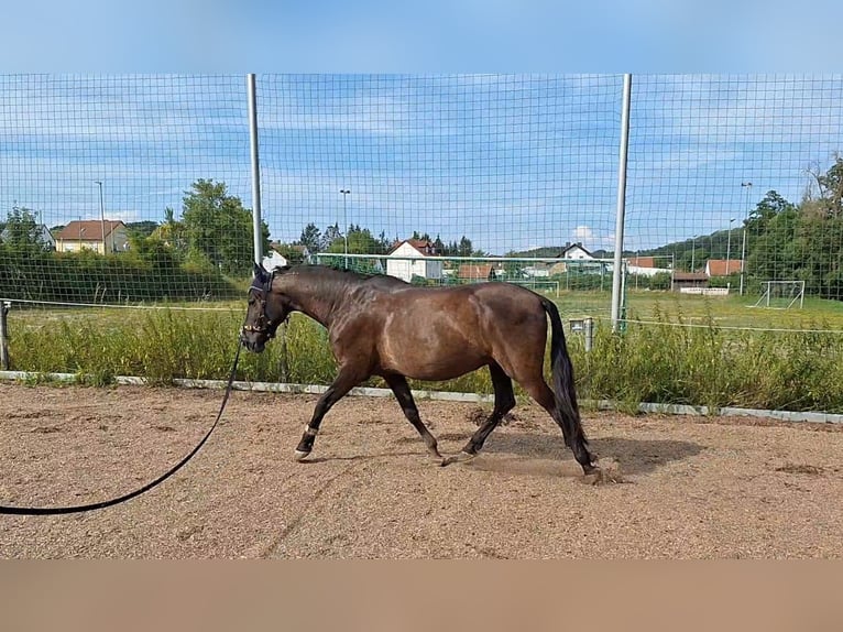 Andaluces Caballo castrado 8 años 155 cm Morcillo in Michelau in Oberfranken