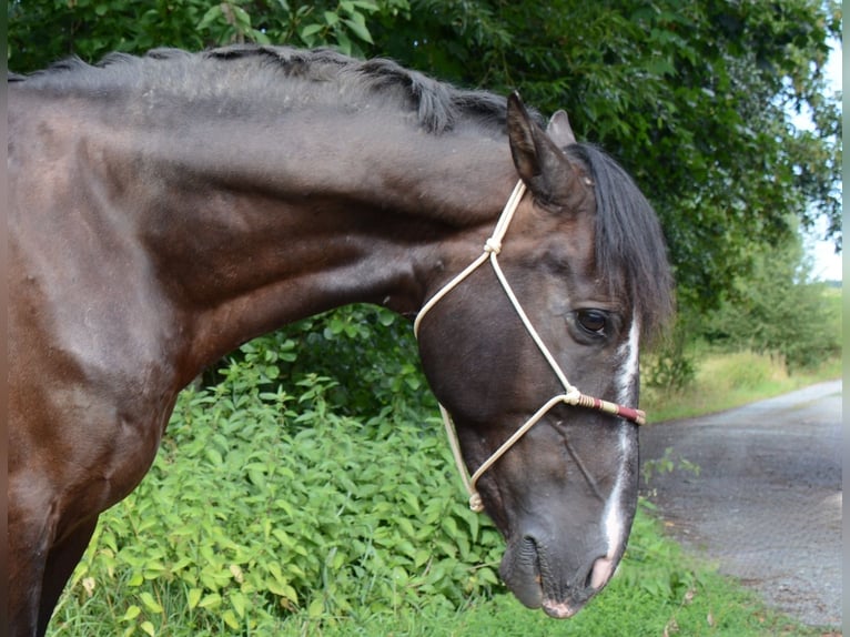 Andaluces Caballo castrado 8 años 155 cm Morcillo in Michelau in Oberfranken