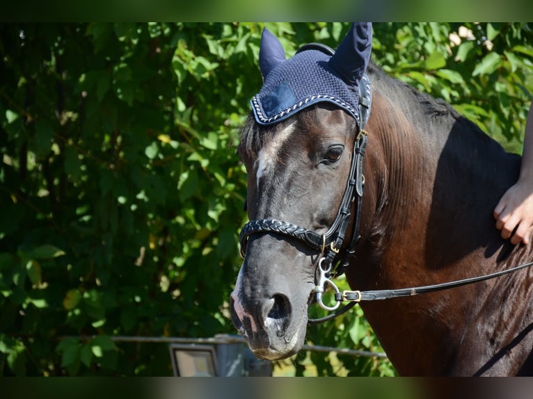 Andaluces Caballo castrado 8 años 155 cm Morcillo in Michelau in Oberfranken