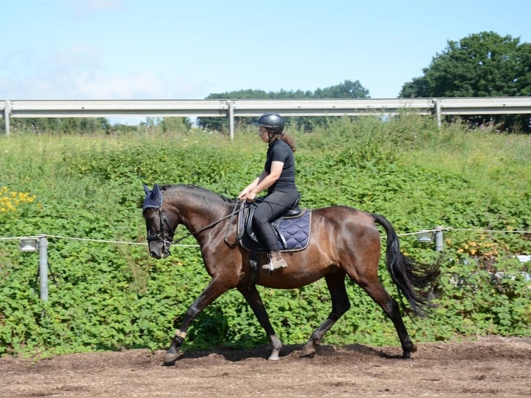 Andaluces Caballo castrado 8 años 155 cm Morcillo in Michelau in Oberfranken