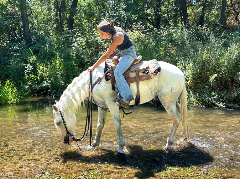 Andaluces Caballo castrado 8 años 155 cm Tordo in Pleasant  Grove CA