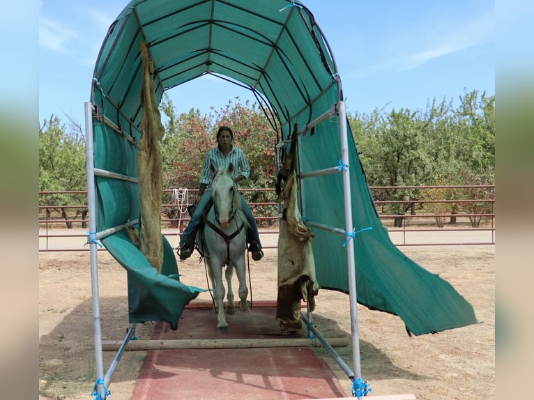 Andaluces Caballo castrado 8 años 155 cm Tordo in Pleasant  Grove CA