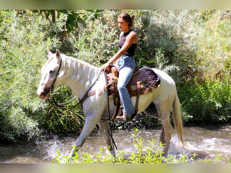 Andaluces Caballo castrado 8 años 155 cm Tordo in Pleasant  Grove CA