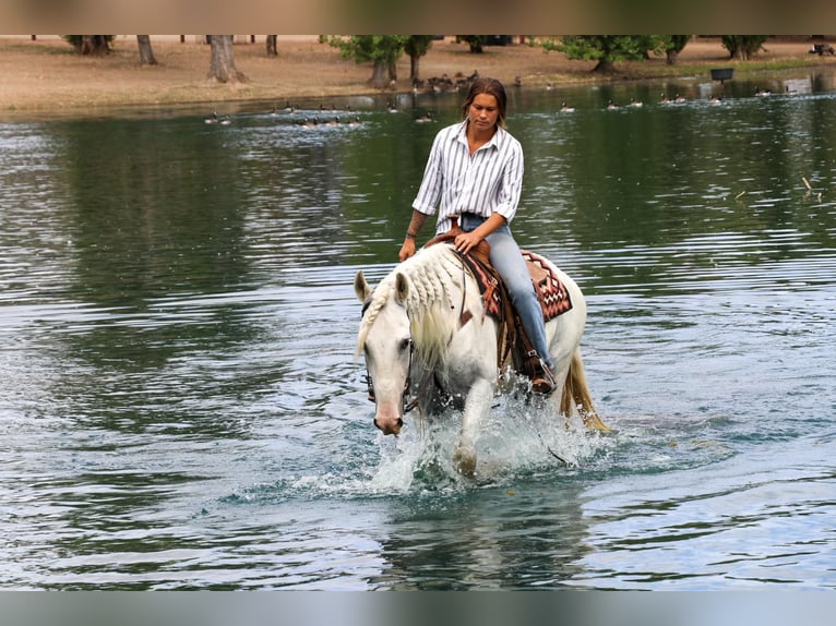 Andaluces Caballo castrado 8 años 155 cm Tordo in Pleasant  Grove CA