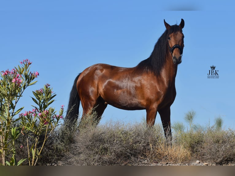 Andaluces Caballo castrado 8 años 157 cm Castaño in Tabernas Almeria