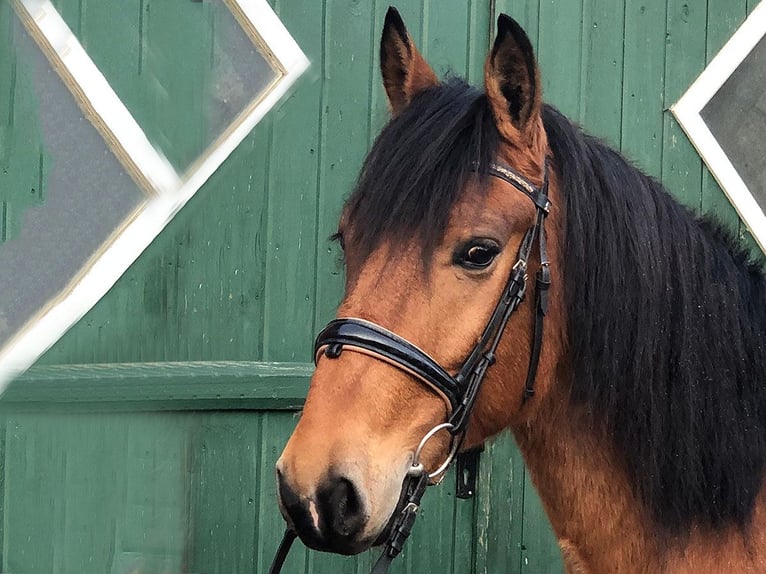 Andaluces Caballo castrado 8 años 157 cm Castaño in Bötersen