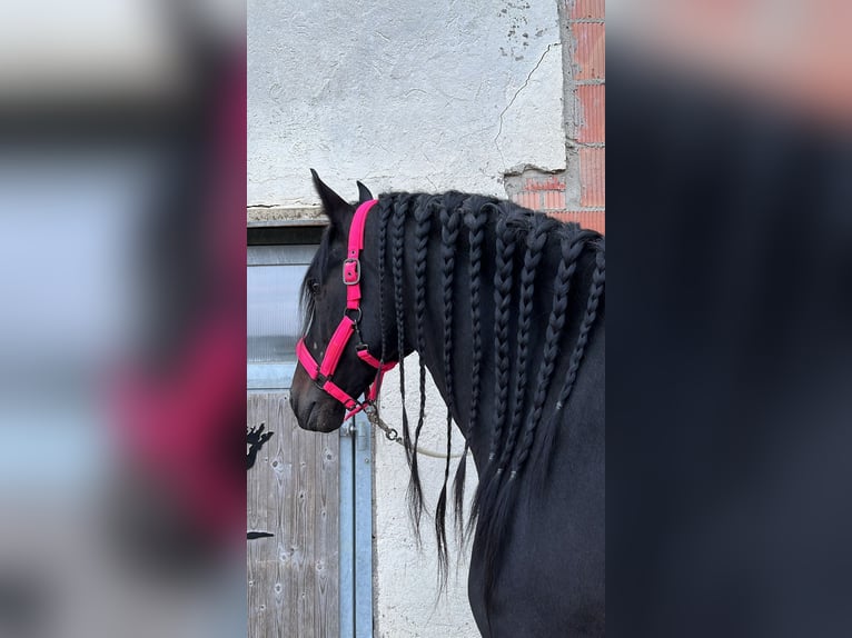 Andaluces Caballo castrado 8 años 157 cm Negro in Würzburg