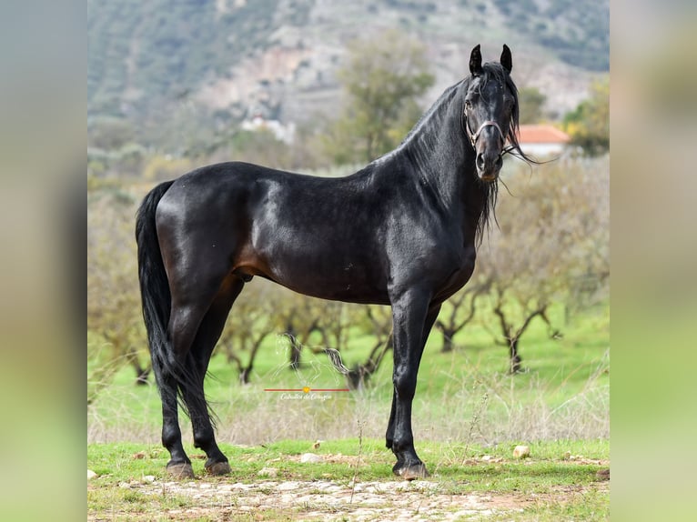 Andaluces Caballo castrado 8 años 157 cm Negro in Würzburg