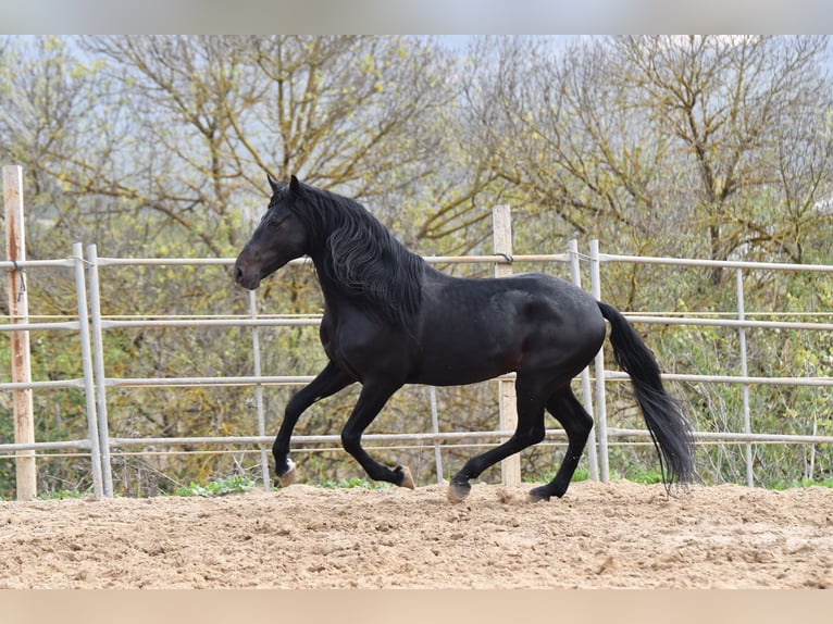 Andaluces Caballo castrado 8 años 157 cm Negro in Würzburg