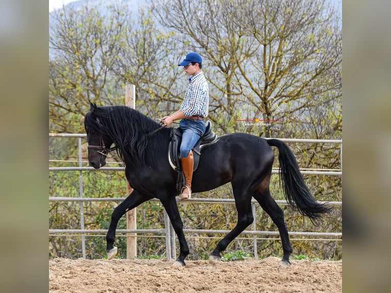 Andaluces Caballo castrado 8 años 157 cm Negro in Würzburg