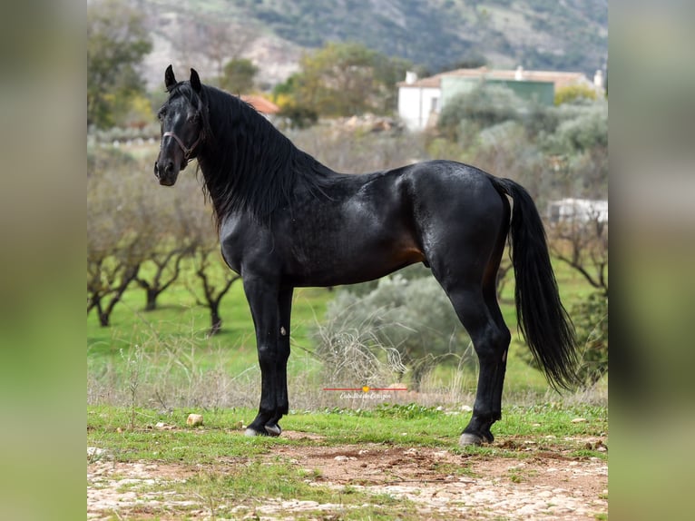 Andaluces Caballo castrado 8 años 157 cm Negro in Würzburg