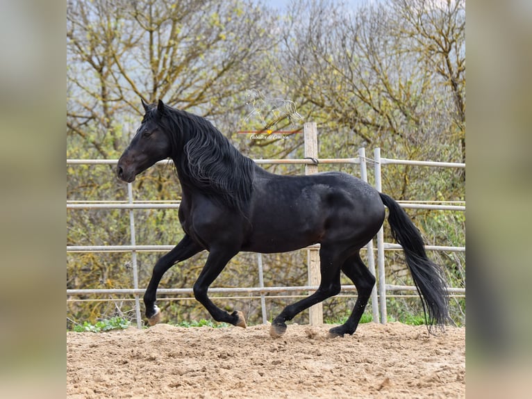 Andaluces Caballo castrado 8 años 157 cm Negro in Würzburg