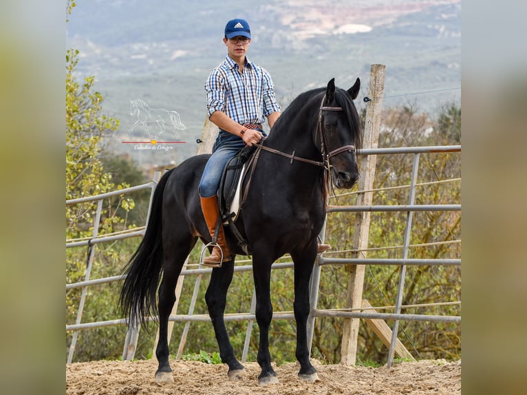 Andaluces Caballo castrado 8 años 157 cm Negro in Würzburg