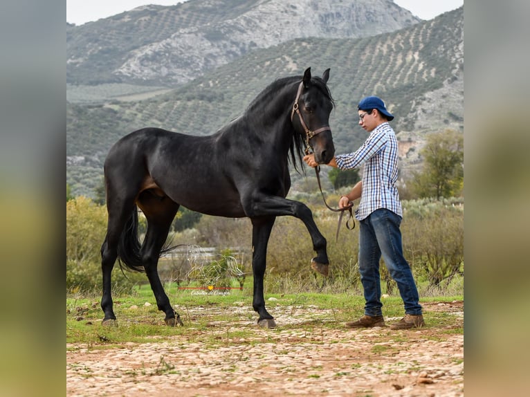 Andaluces Caballo castrado 8 años 157 cm Negro in Würzburg