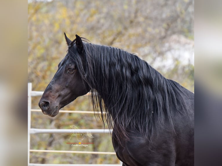 Andaluces Caballo castrado 8 años 157 cm Negro in Würzburg