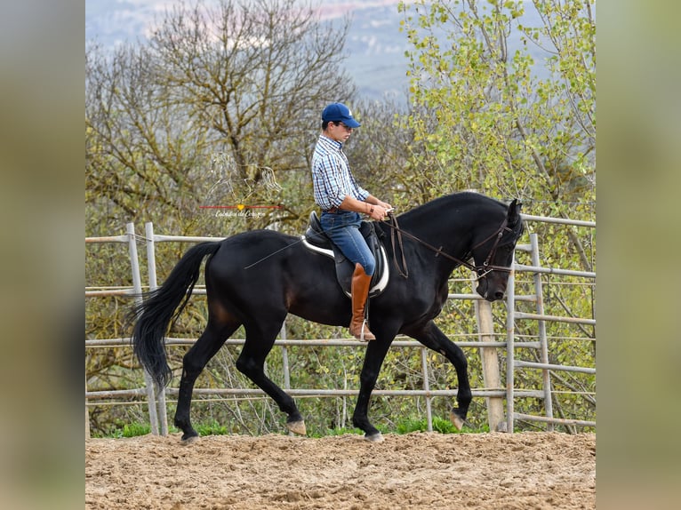 Andaluces Caballo castrado 8 años 157 cm Negro in Würzburg