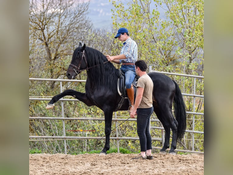 Andaluces Caballo castrado 8 años 157 cm Negro in Würzburg