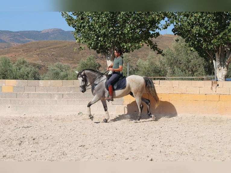 Andaluces Caballo castrado 8 años 157 cm Tordo ruano in München