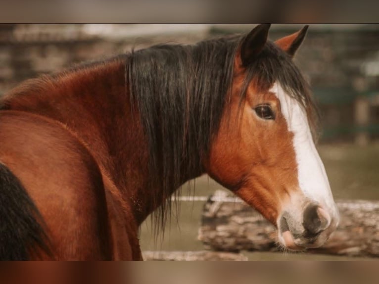 Andaluces Mestizo Caballo castrado 8 años 158 cm Alazán in Gangelt