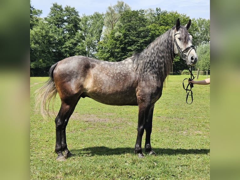 Andaluces Caballo castrado 8 años 158 cm Tordillo negro in Nettetal