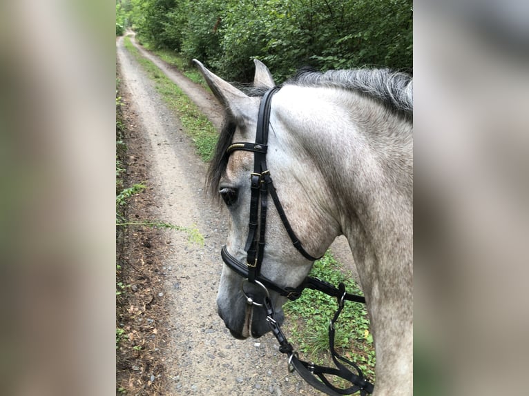 Andaluces Caballo castrado 8 años 159 cm Tordo ruano in Schwanebeck