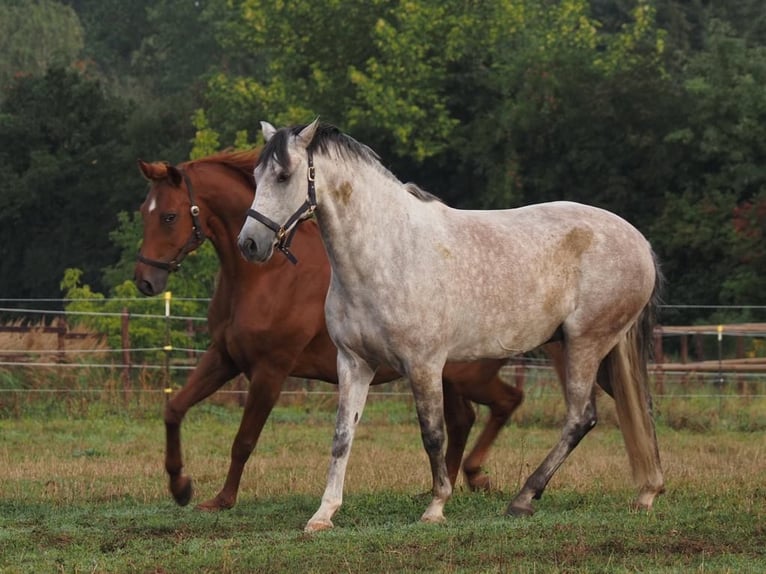 Andaluces Caballo castrado 8 años 159 cm Tordo ruano in Schwanebeck